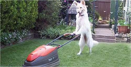 英国宠物狗“文武双全” 劳作能除草休闲会弹琴