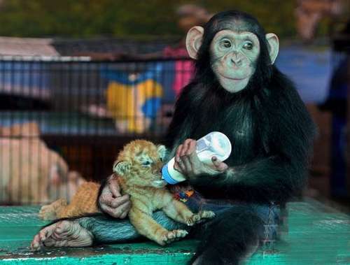 猩猩当妈用奶瓶给虎崽喂奶