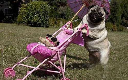 美国哈巴狗会用婴儿车带&ldquo;狗宝宝&rdquo;散步