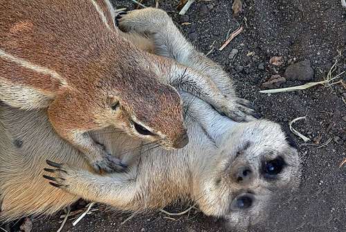 松鼠和猫鼬&ldquo;亲昵&rdquo;照片被拍：紧紧相拥一起