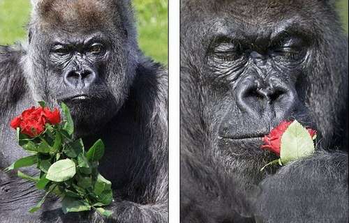 欧洲最老猩猩不喜浪漫过50岁生日狂吃蛋糕丢鲜花