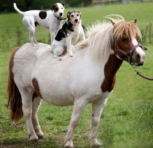 英国狗酷爱骑马年过7岁仍然“收徒弟”