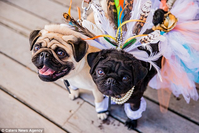 澳大利亚哈巴狗夫妇互换圣诞礼物(高清组图