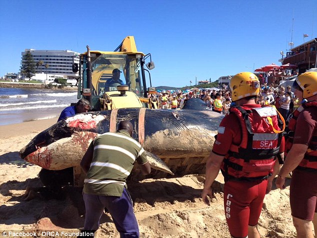 5.7米搁浅鲸鱼胃里塞满人造垃圾