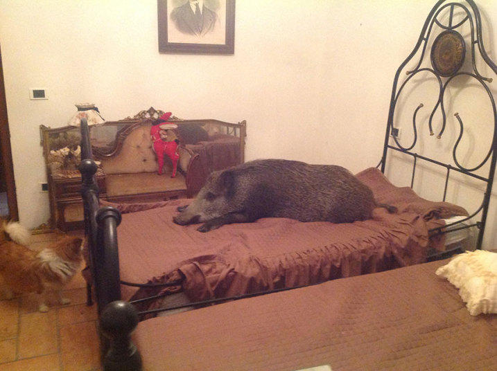 意大利夫妇家养野猪 享独立卧室