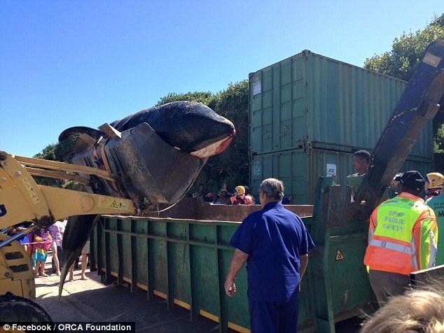 虎鲸在南非海滩搁浅死亡 胃里塞满垃圾