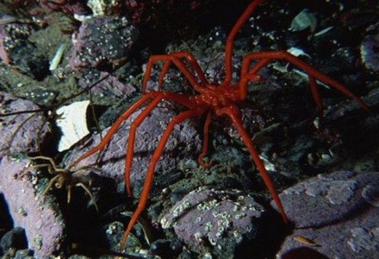 南极现巨型蜘蛛太吓人！胸围达0.25米