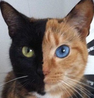 南极现巨型蜘蛛太吓人！胸围达0.25米