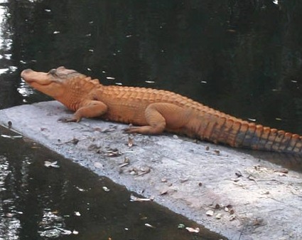 南极现巨型蜘蛛太吓人！胸围达0.25米