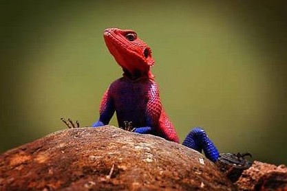 南极现巨型蜘蛛太吓人！胸围达0.25米