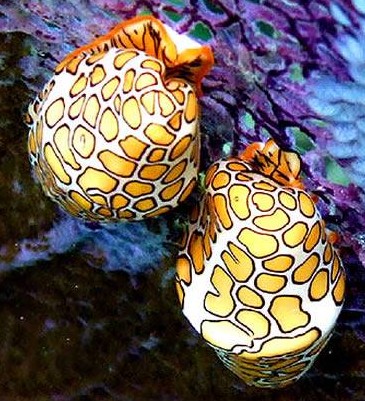 南极现巨型蜘蛛太吓人！胸围达0.25米