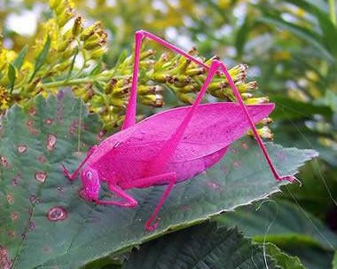 南极现巨型蜘蛛太吓人！胸围达0.25米