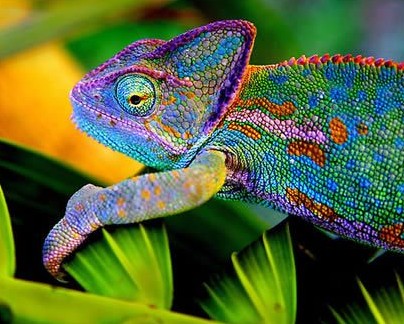 南极现巨型蜘蛛太吓人！胸围达0.25米