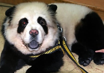 南极现巨型蜘蛛太吓人！胸围达0.25米