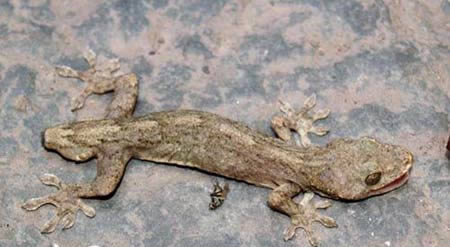 南极现巨型蜘蛛太吓人！胸围达0.25米