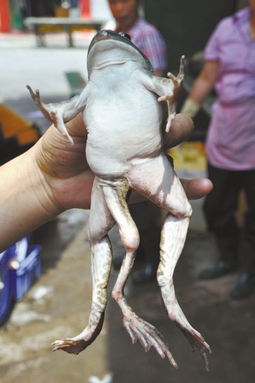 南极现巨型蜘蛛太吓人！胸围达0.25米