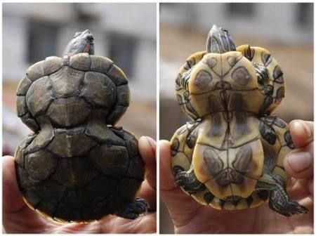 南极现巨型蜘蛛太吓人！胸围达0.25米