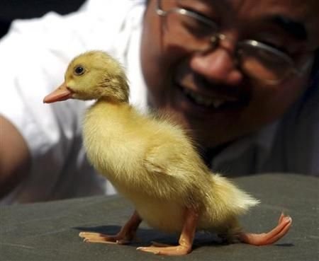 南极现巨型蜘蛛太吓人！胸围达0.25米