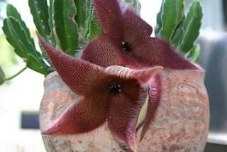 澳尸花罕见绽放臭晕全植物园 揭秘全球&ldquo;臭&rdquo;名昭著的重口味鲜花