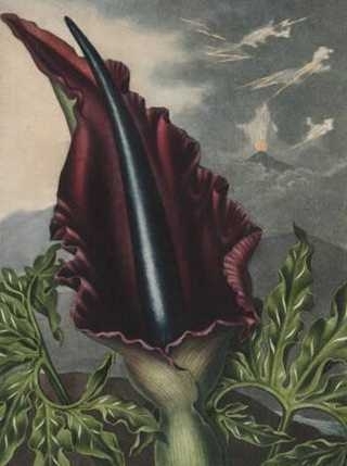 澳尸花罕见绽放臭晕全植物园 揭秘全球&ldquo;臭&rdquo;名昭著的重口味鲜花