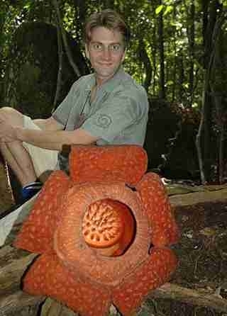 澳尸花罕见绽放臭晕全植物园 揭秘全球&ldquo;臭&rdquo;名昭著的重口味鲜花