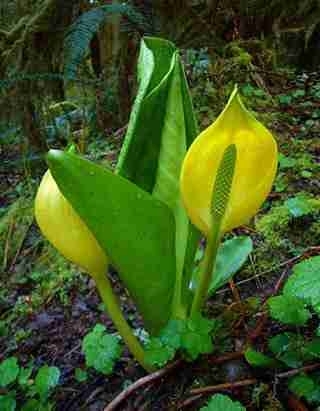 澳尸花罕见绽放臭晕全植物园 揭秘全球&ldquo;臭&rdquo;名昭著的重口味鲜花