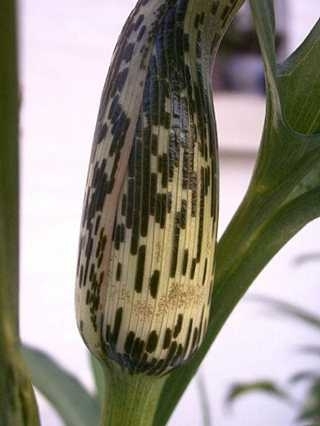 澳尸花罕见绽放臭晕全植物园 揭秘全球&ldquo;臭&rdquo;名昭著的重口味鲜花