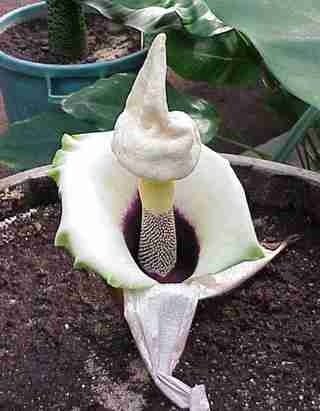 澳尸花罕见绽放臭晕全植物园 揭秘全球&ldquo;臭&rdquo;名昭著的重口味鲜花