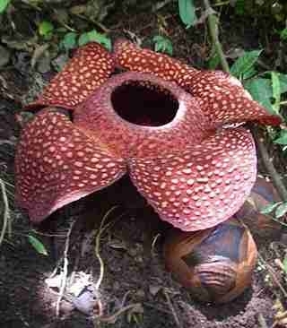 澳尸花罕见绽放臭晕全植物园 揭秘全球&ldquo;臭&rdquo;名昭著的重口味鲜花