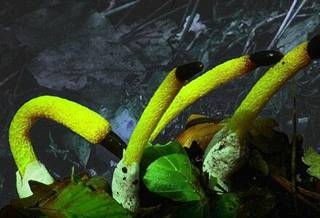 澳尸花罕见绽放臭晕全植物园 揭秘全球&ldquo;臭&rdquo;名昭著的重口味鲜花