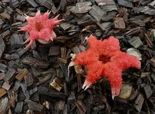 澳尸花罕见绽放臭晕全植物园 揭秘全球&ldquo;臭&rdquo;名昭著的重口味鲜花