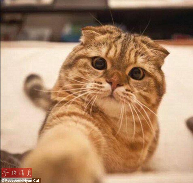 猫咪&ldquo;自拍照&rdquo;走红 三只猎犬甘当背景