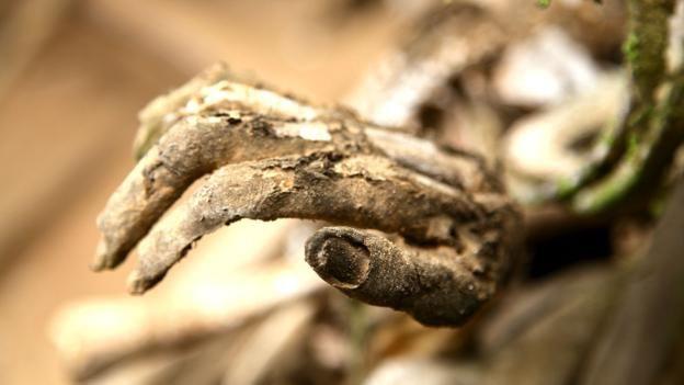 揭秘太平洋小岛食人族木乃伊之谜