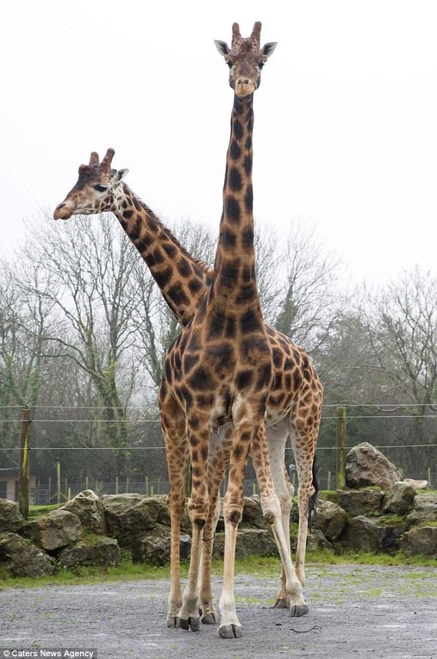 呆萌长颈鹿身高近6米 &ldquo;傻大个&rdquo;只能打光棍