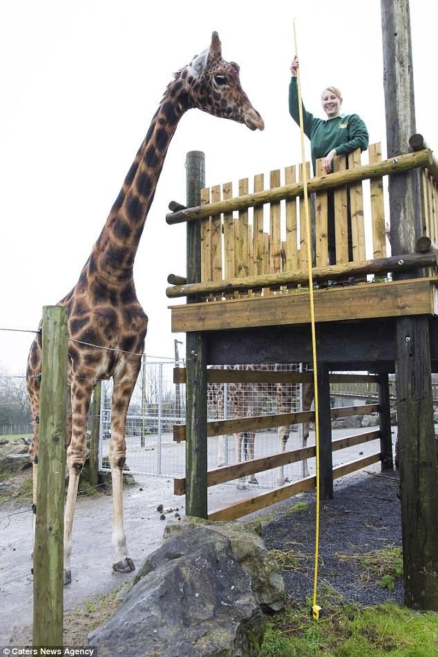 呆萌长颈鹿身高近6米 &ldquo;傻大个&rdquo;只能打光棍