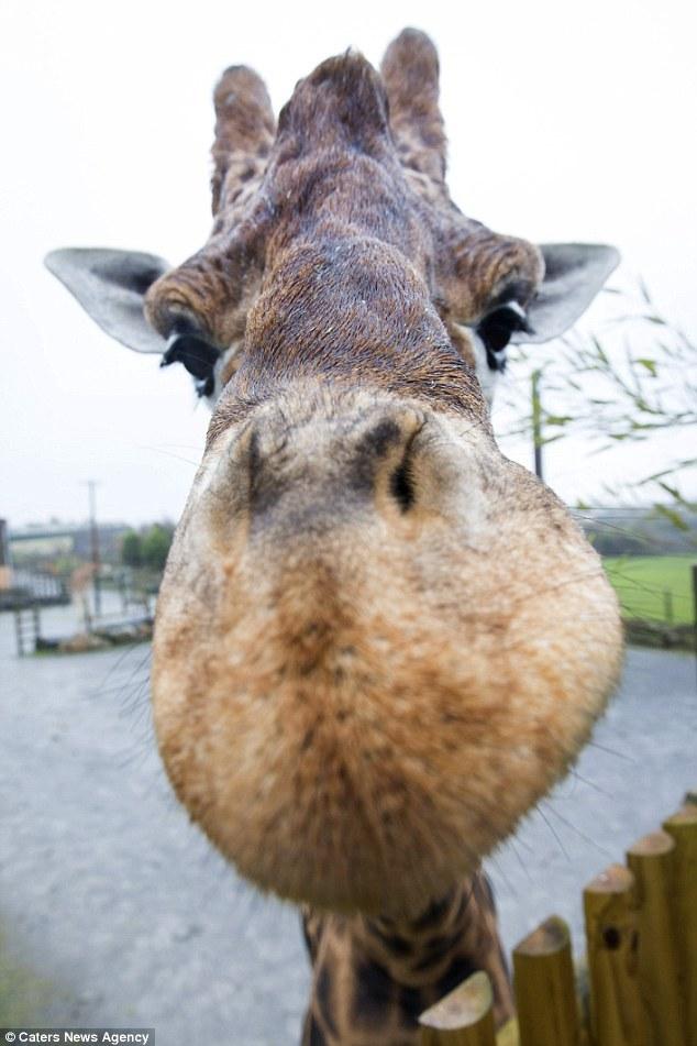 呆萌长颈鹿身高近6米 &ldquo;傻大个&rdquo;只能打光棍