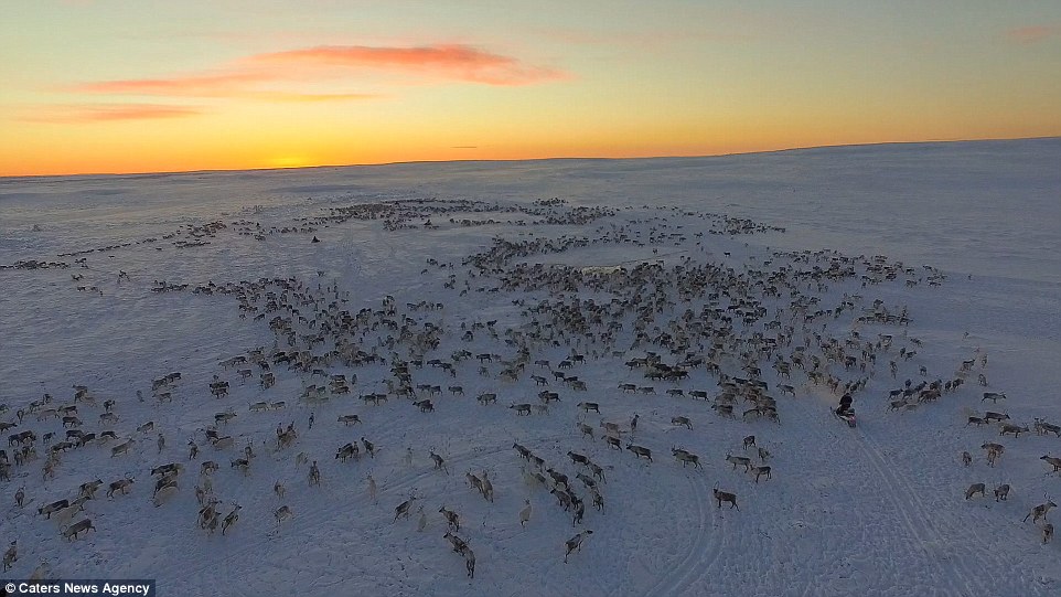 上万驯鹿迁徙画面
