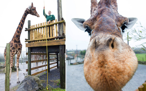 英国一只长颈鹿高达5.8米或为世界最高长颈鹿（图）