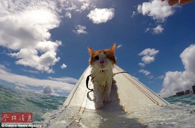 夏威夷独眼猫成冲浪高手 自小不怕水