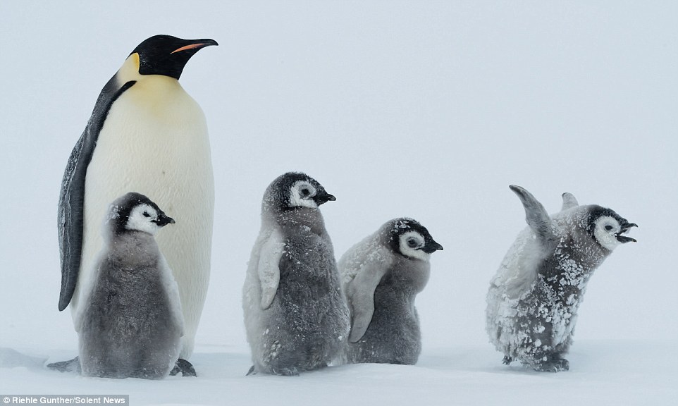 企鹅在暴风雪中取暖一幕