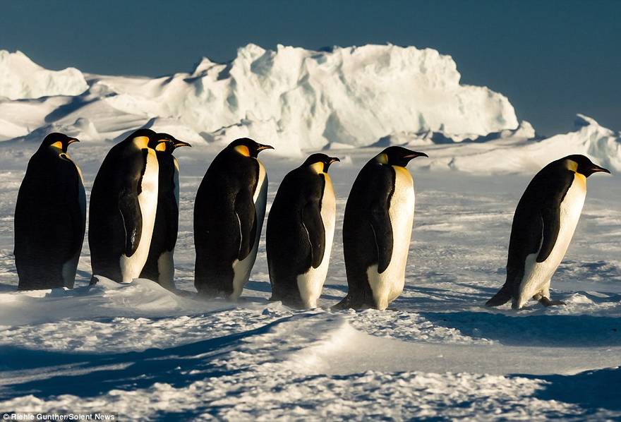 企鹅在暴风雪中取暖一幕