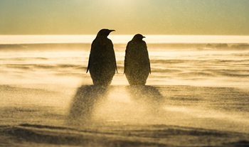 帝企鹅群相拥取暖 揭秘暴风雪后企鹅们的艰难生活(组图)