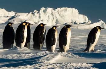 帝企鹅群相拥取暖 揭秘暴风雪后企鹅们的艰难生活(组图)