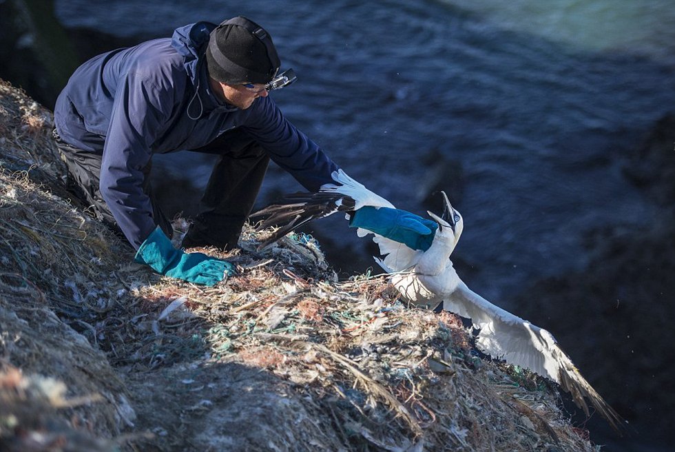 英国小岛垃圾遍布 昔日海鸟天堂变&ldquo;坟场&rdquo;