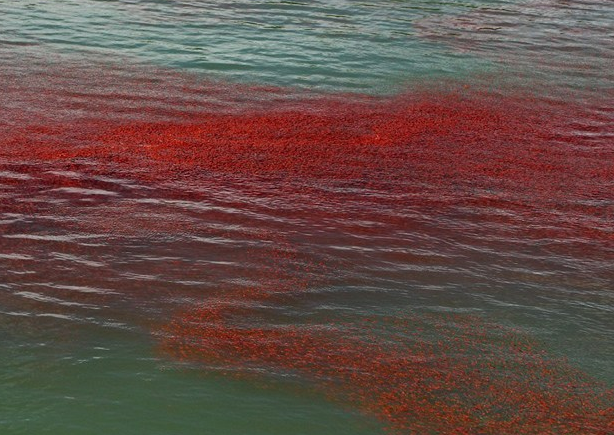 新西兰小龙虾群被冲上海岸&ldquo;染红&rdquo;海水（高清）【4】