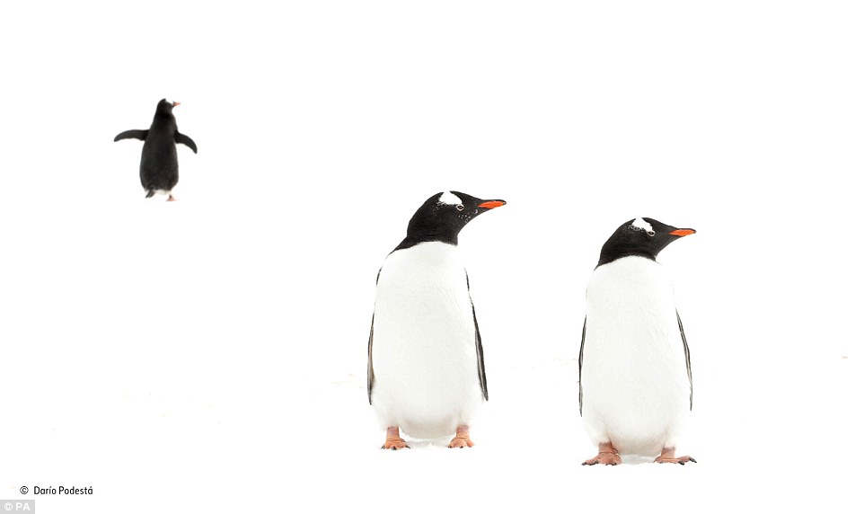 英博物馆年度最佳野生动物摄影作品