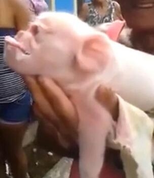 古巴猴面猪引围观：只出生4天就夭折 疑环境污染导致基因变异