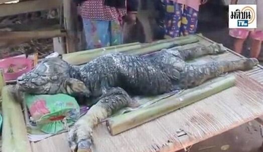 老鼠长着猪鼻子被命名猪鼻鼠 盘点因杂交长相奇特的动物