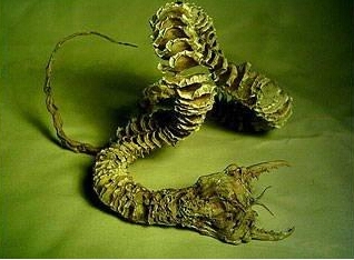 老鼠长着猪鼻子被命名猪鼻鼠 盘点因杂交长相奇特的动物