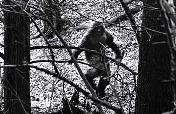 老鼠长着猪鼻子被命名猪鼻鼠 盘点因杂交长相奇特的动物